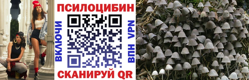 Купить где Сосенский Псилоцибиновые грибы Psilocybe